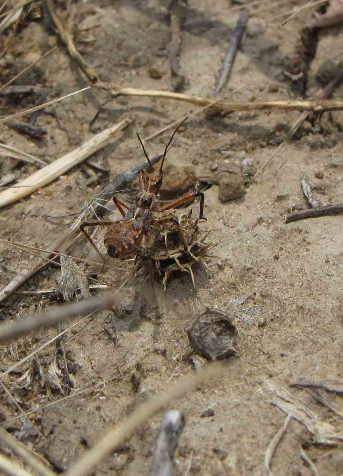 Ninfa di Rhynocoris (Rhynocoris) erythropus